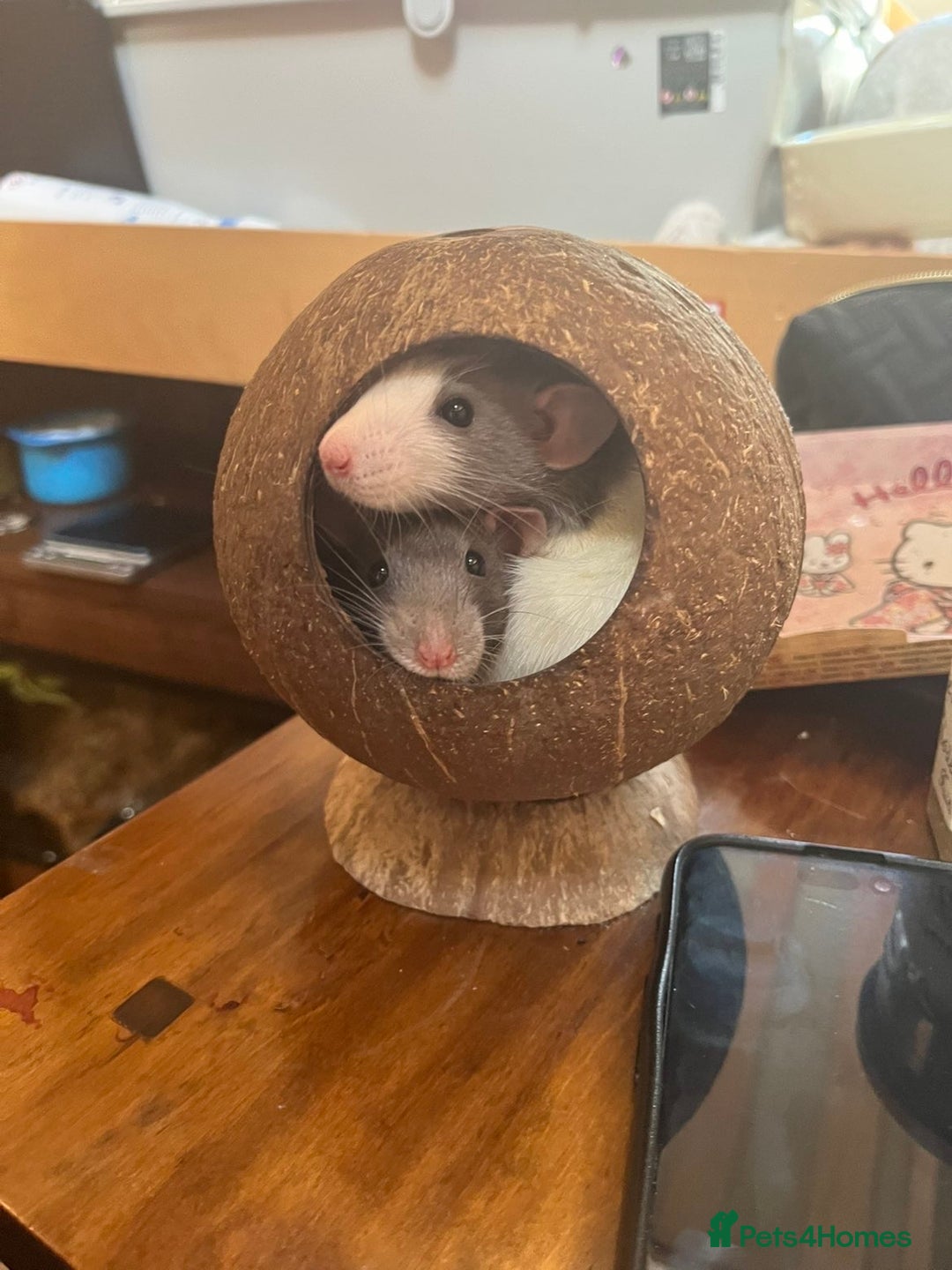 Rat rodents for sale: 2 rats for sale one dumbo rat and one normal rat  - Image 1