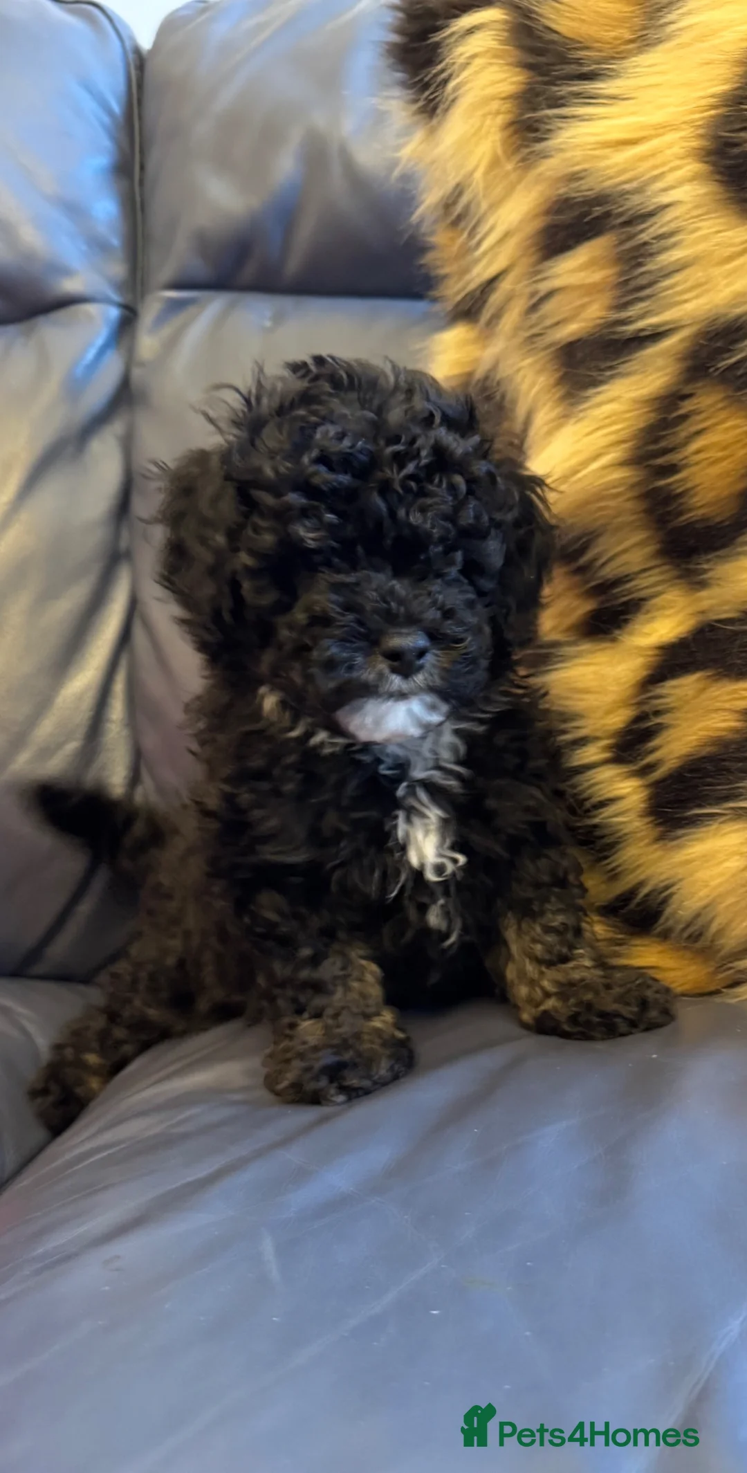 Toy Poodle dogs for sale: Beautiful Toy poodle KC Reg phantom Boy puppy  in Liversedge - Advert 2