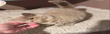 Scottish Fold 6
