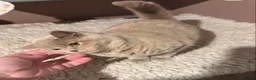 Scottish Fold cats for sale: Stunning Scottish fold cat  - Advert 2