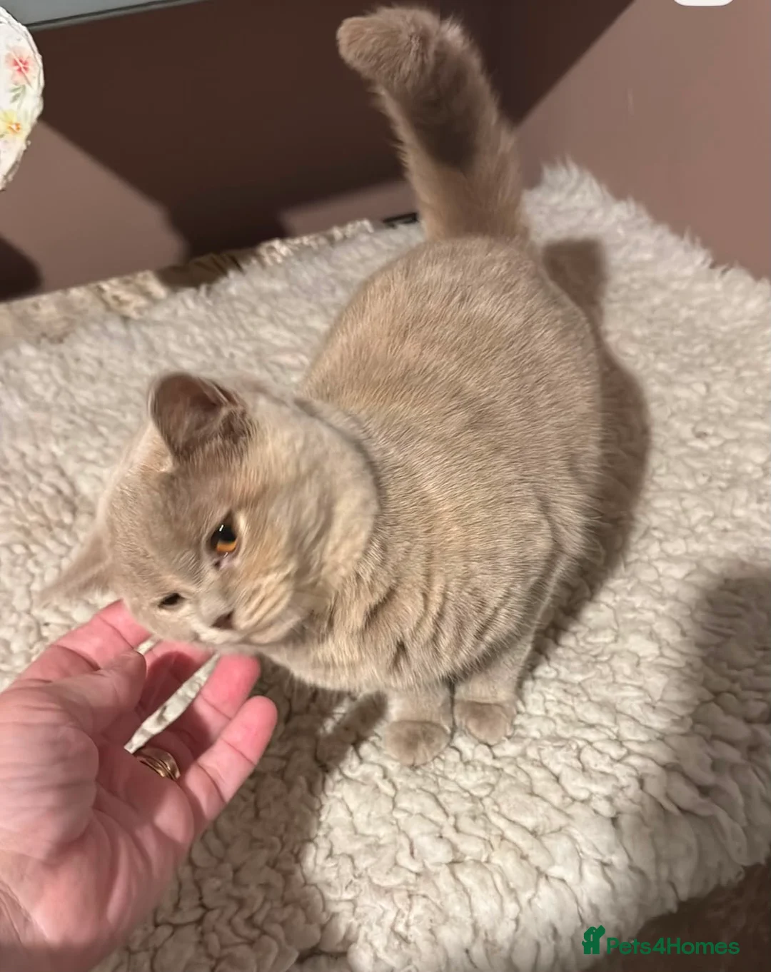 Scottish Fold cats for sale: Stunning Scottish fold cat  - Advert 2