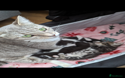Mixed Breed cats for sale: Beautiful kittens for sale. - Image 7