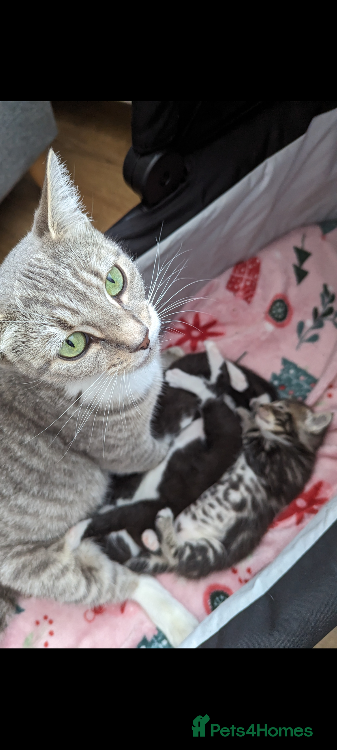 Mixed Breed cats for sale: Beautiful kittens for sale. - Image 7
