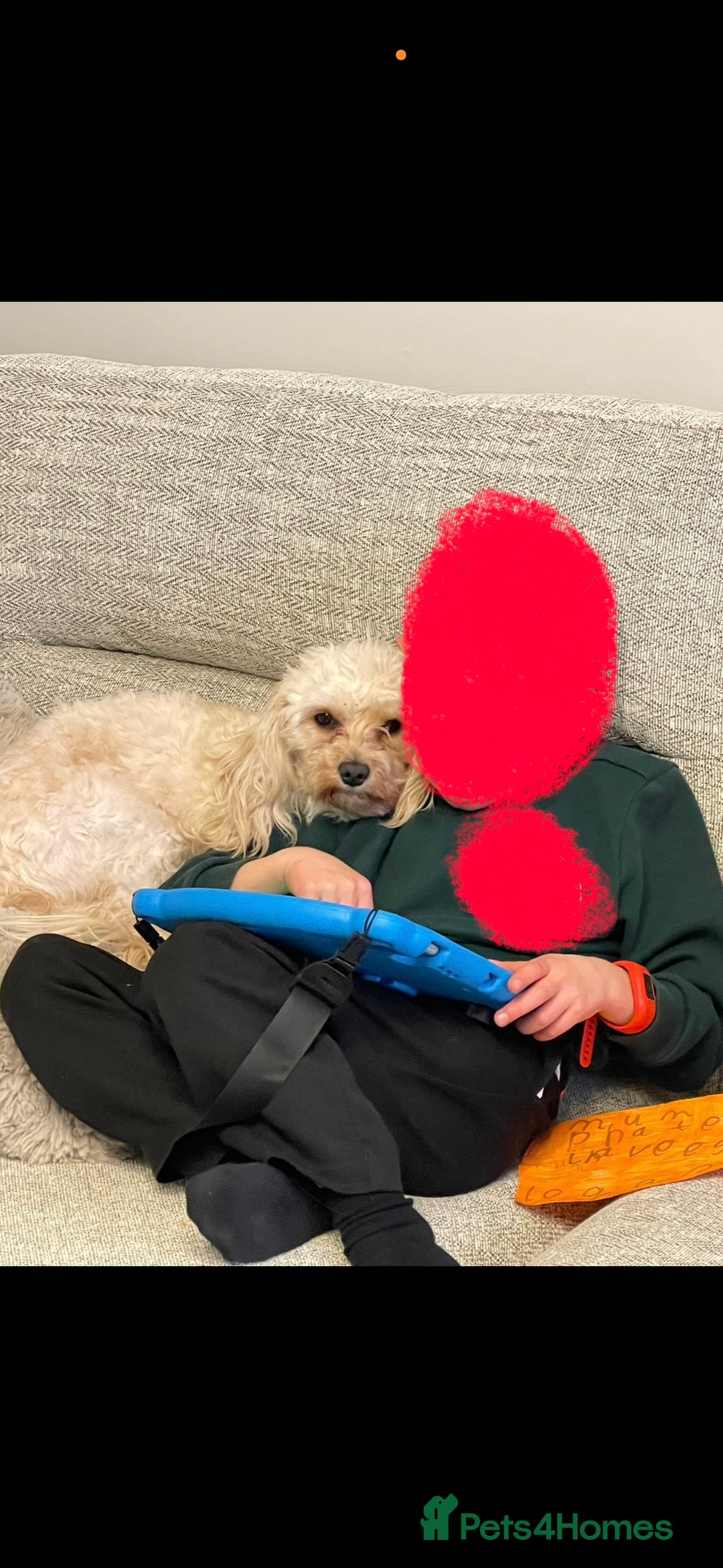 Cavapoo dogs for sale: Beautiful cavapoos - Advert 7