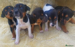Jack Russell dogs for sale: Jack russell puppies - Image 6