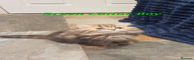 Green Collar Boy