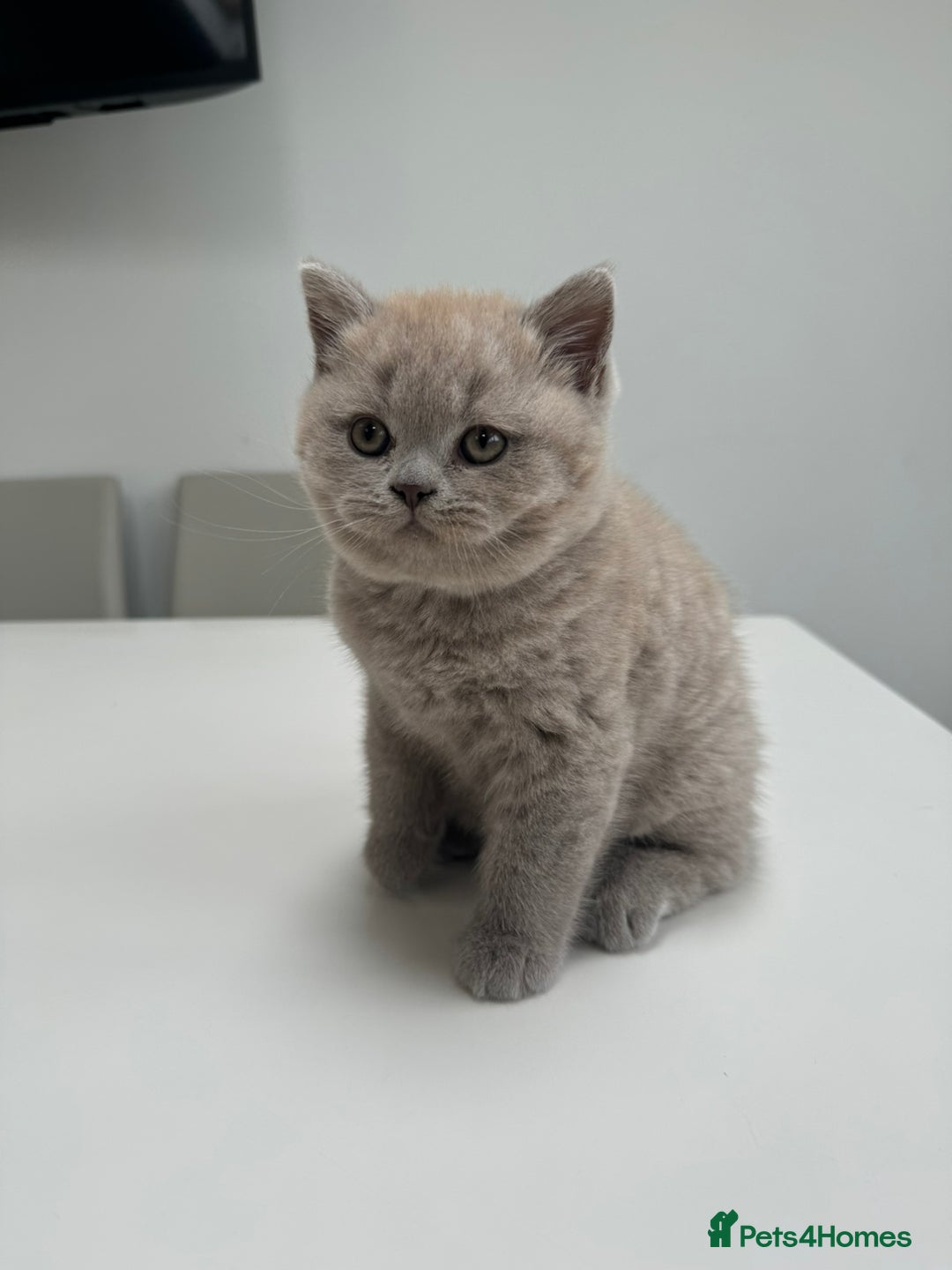 British Shorthair cats for sale: 1 Beautiful British short lilac colour - Image 4