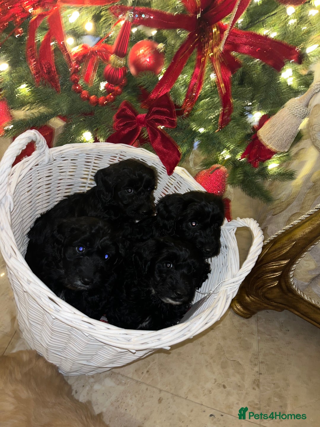 Cockapoo dogs for sale: F1 toy Cockerpoo  - Advert 15