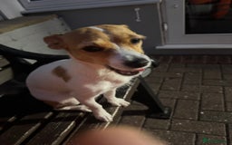 Mixed Breed dogs for sale: Jack Russel x chihuahua - Image 5