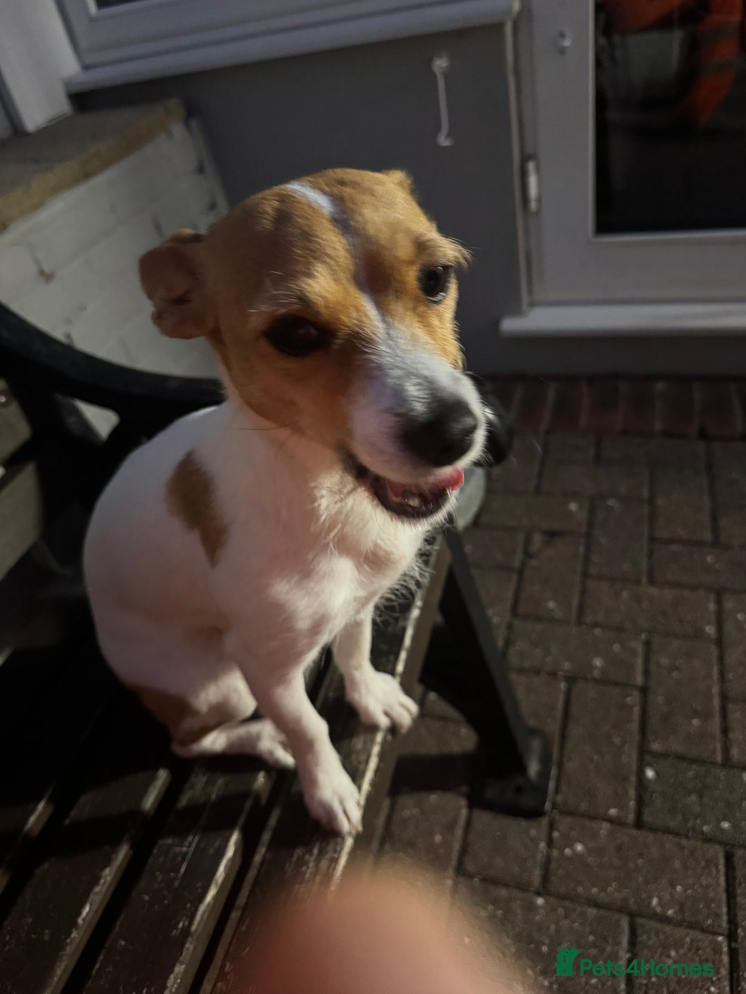 Mixed Breed dogs for sale: Jack Russel x chihuahua - Image 5