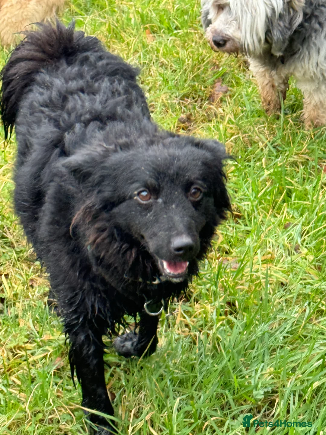 Mixed Breed dogs for adoption: Sweet Diana looking for a home in Salisbury - Advert 2