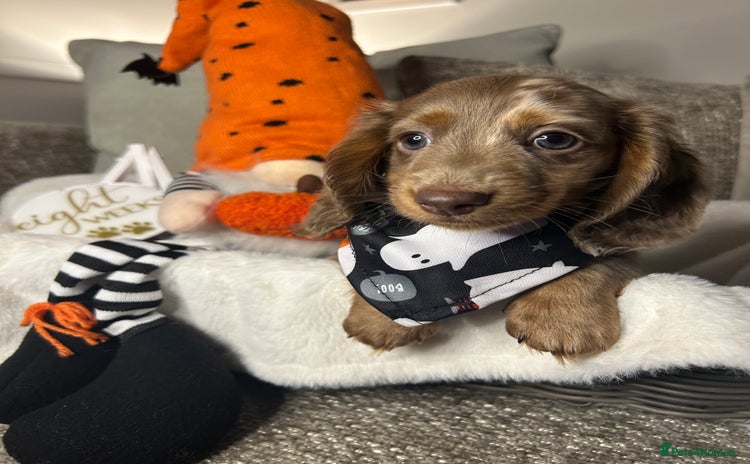Miniature Dachshund dogs - Advert 15