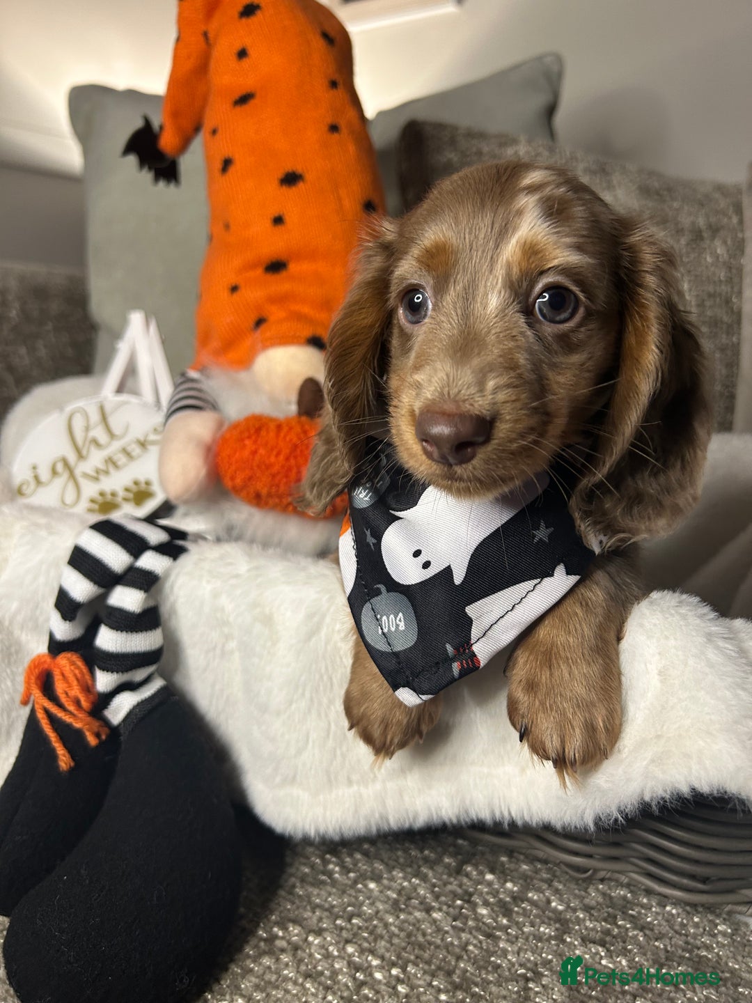 Miniature Dachshund dogs for sale: 🤍🐾 STUNNING DAPPLE BOY READY TO GO 🐾🤍 - Image 2