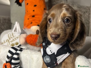 Miniature Dachshund dogs - Advert 15