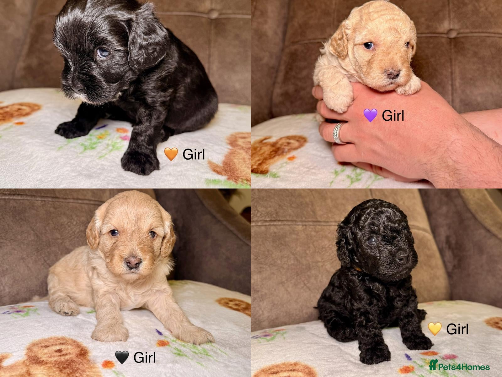 Cavapoo dogs Toy F2 Cavapoo’s ❤️🐾 - Advert 1