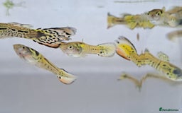 Live Bearers fish for sale: Guppy fish males tiger hybrids - Image 11