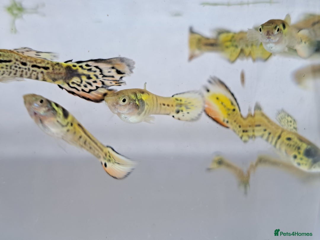 Live Bearers fish for sale: Guppy fish males tiger hybrids - Image 11