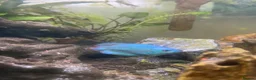 Gouramis fish for sale: Powder blue Dwarf Gourami  - Advert 2