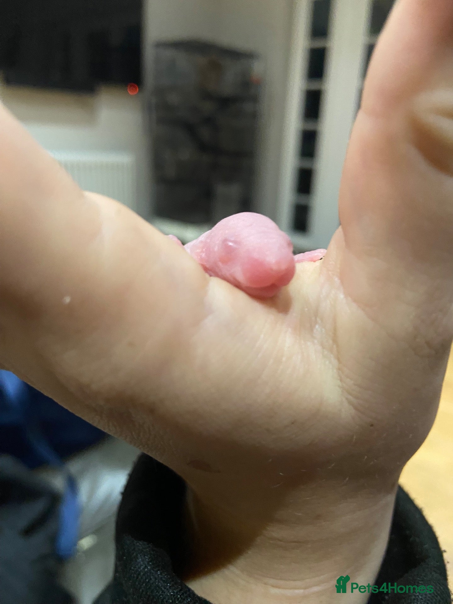 Rat rodents Baby Rats - Siamese x Russian Blue Double Rex - Advert 4