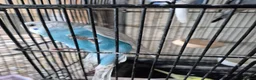Budgerigars birds for sale: Baby budgies in Stroud - Advert 4