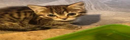 Mixed Breed cats for sale: Beautiful Half Bengal Kittens - Advert 9