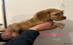 Cockapoo dogs for sale: DEEP RED COCKAPOOS READY NOW - Image 2