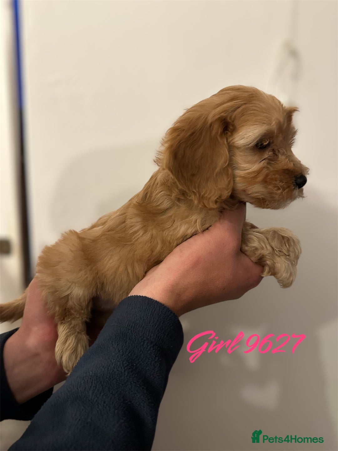 Cockapoo dogs for sale: DEEP RED COCKAPOOS READY NOW - Image 2