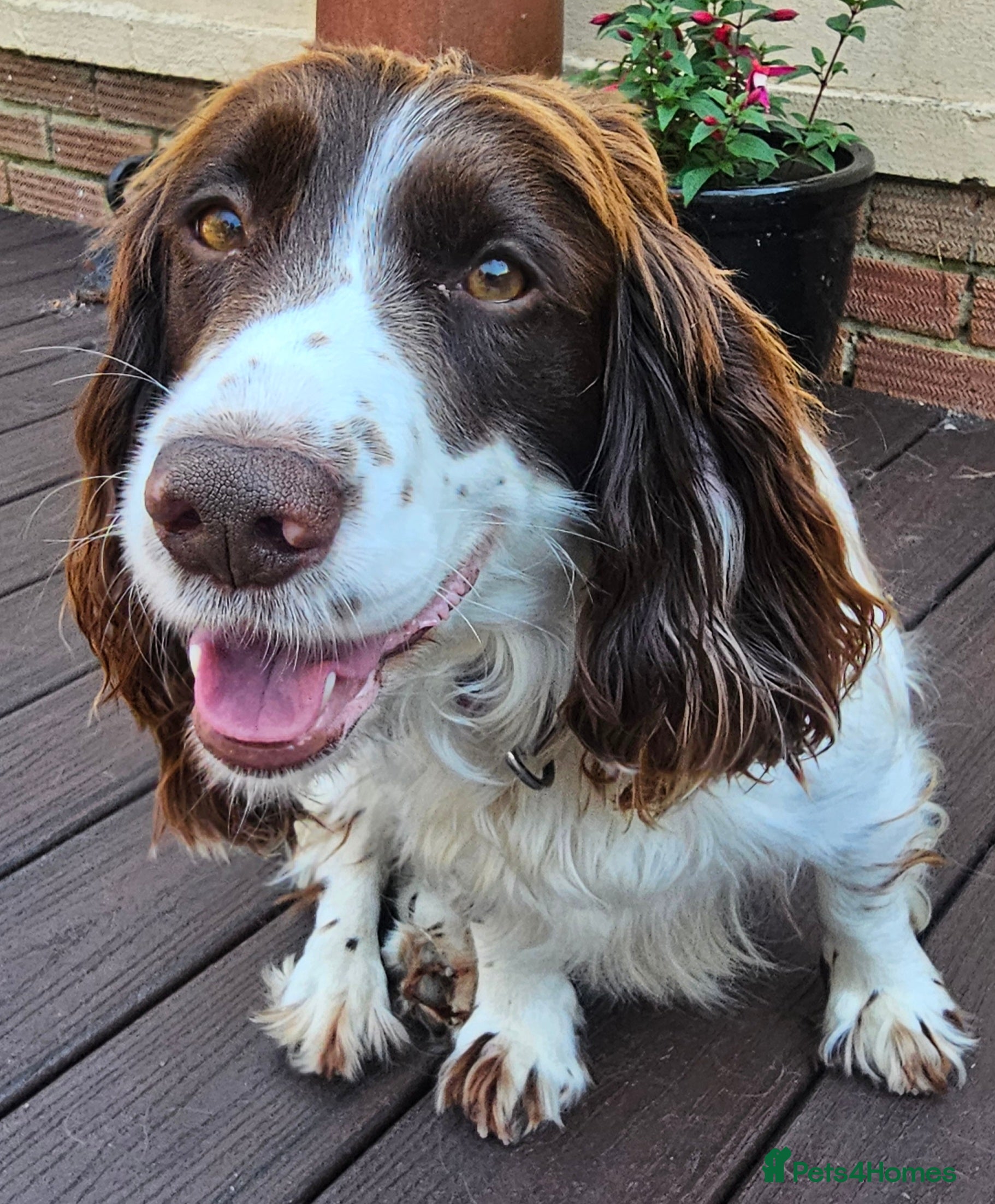 Cockapoo dogs 3 Beautiful Black & White Cockerpoo pups - Advert 6