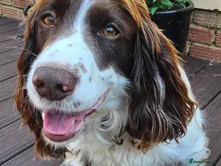 Cockapoo dogs 3 Beautiful Black & White Cockerpoo pups - Advert 6