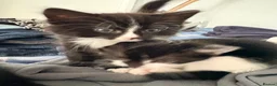 Mixed Breed cats for sale: Kittens for sale - Advert 3