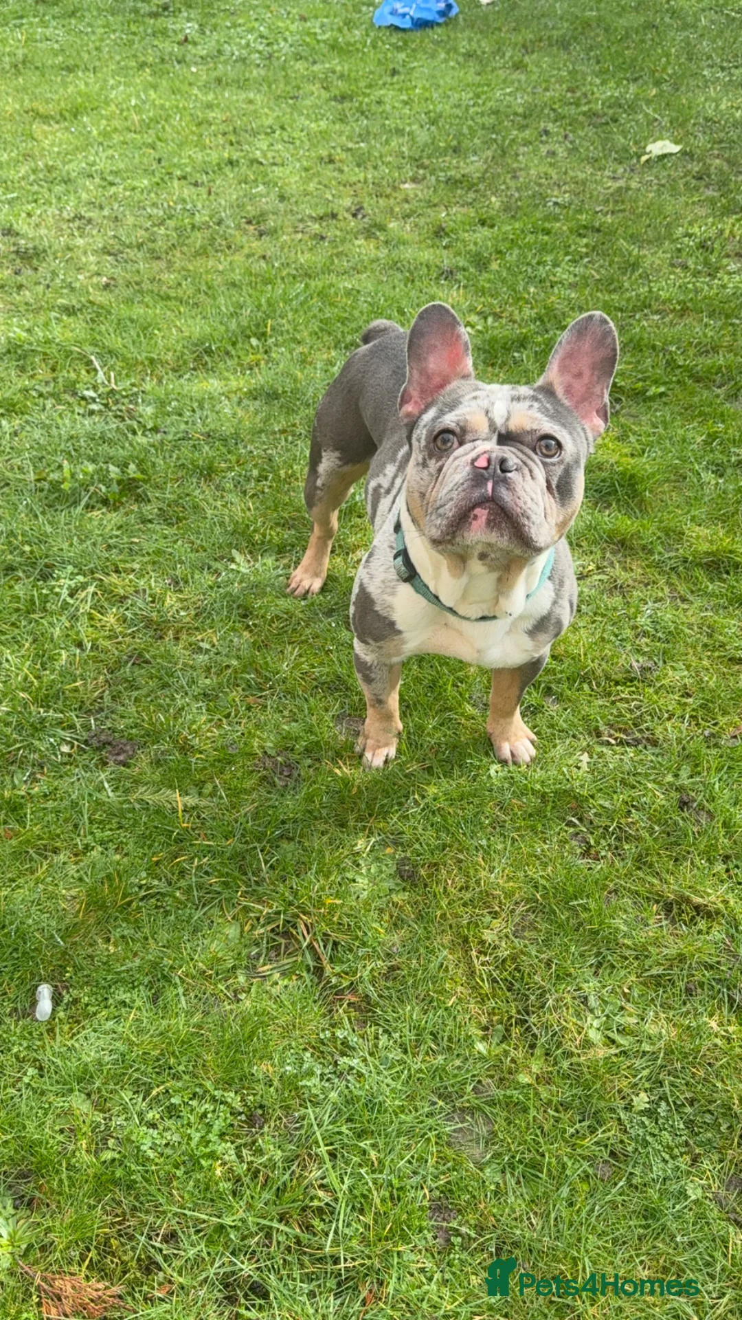 French Bulldog dogs for stud: Merle French bulldog stud  in London - Advert 1