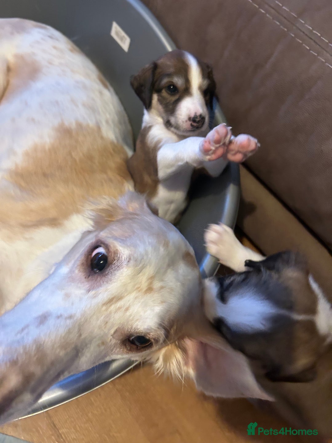 Mixed Breed dogs for sale: Stunning saluki cross Norfolk Wolly  lurcher  - Advert 5