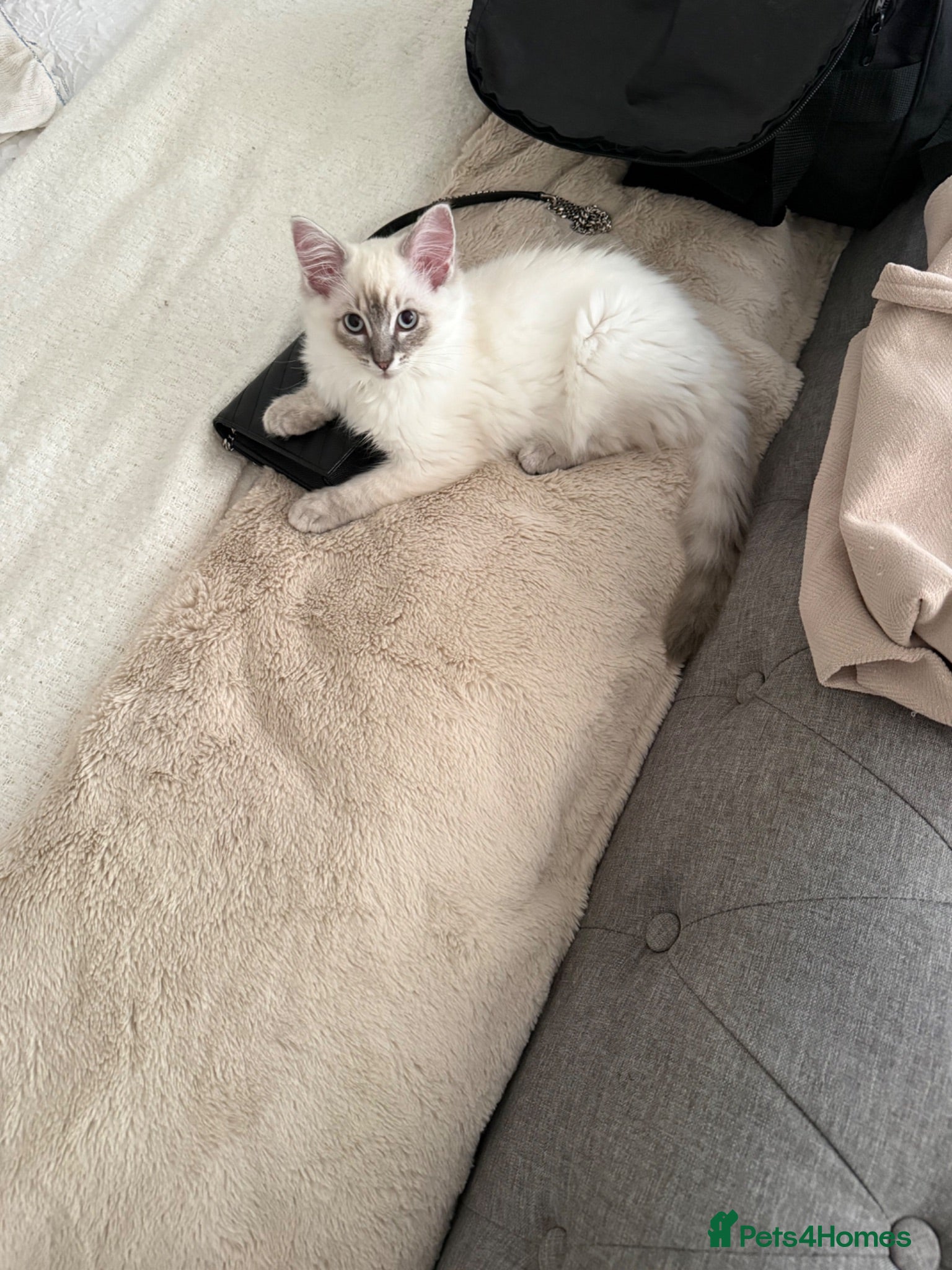 Ragdoll cats ONE Beautiful Pedigree Ragdoll Girl ✨ - Advert 15