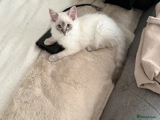 Ragdoll cats ONE Beautiful Pedigree Ragdoll Girl ✨ - Advert 15