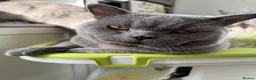 British Shorthair cats for sale: Micky and Arlo in Broadstairs - Advert 4