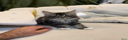 Mixed Breed cats for sale: Kittens in Nottingham - Advert 8