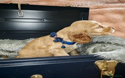 Cocker Spaniel dogs for sale: STUNNING LITTER OF KC SHOW COCKER SPANIEL PUPS!  - Image 2