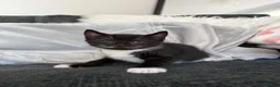 Mixed Breed cats for sale: 1 male 2 female kittens tuxedo - Advert 5