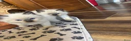 Ragdoll cats for sale: Pure Ragdoll kittens - Advert 5