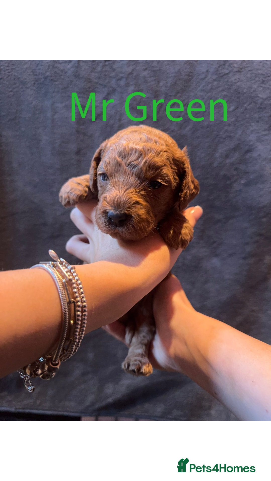 Australian Labradoodle dogs for sale: Extensively health tested Austrailian Labradoodles - Advert 9