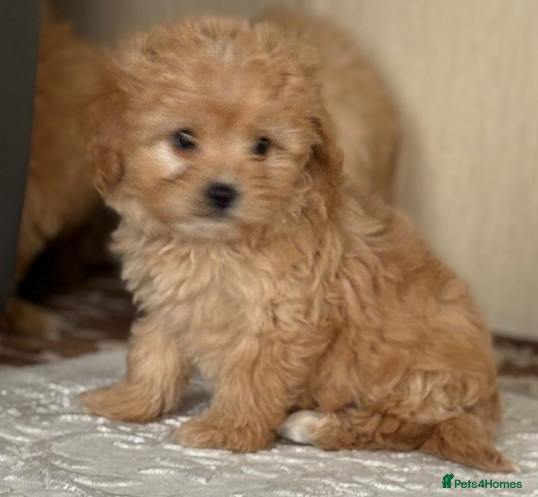 Cavapoo dogs for sale: Beautiful cavapoos ready now - Advert 25