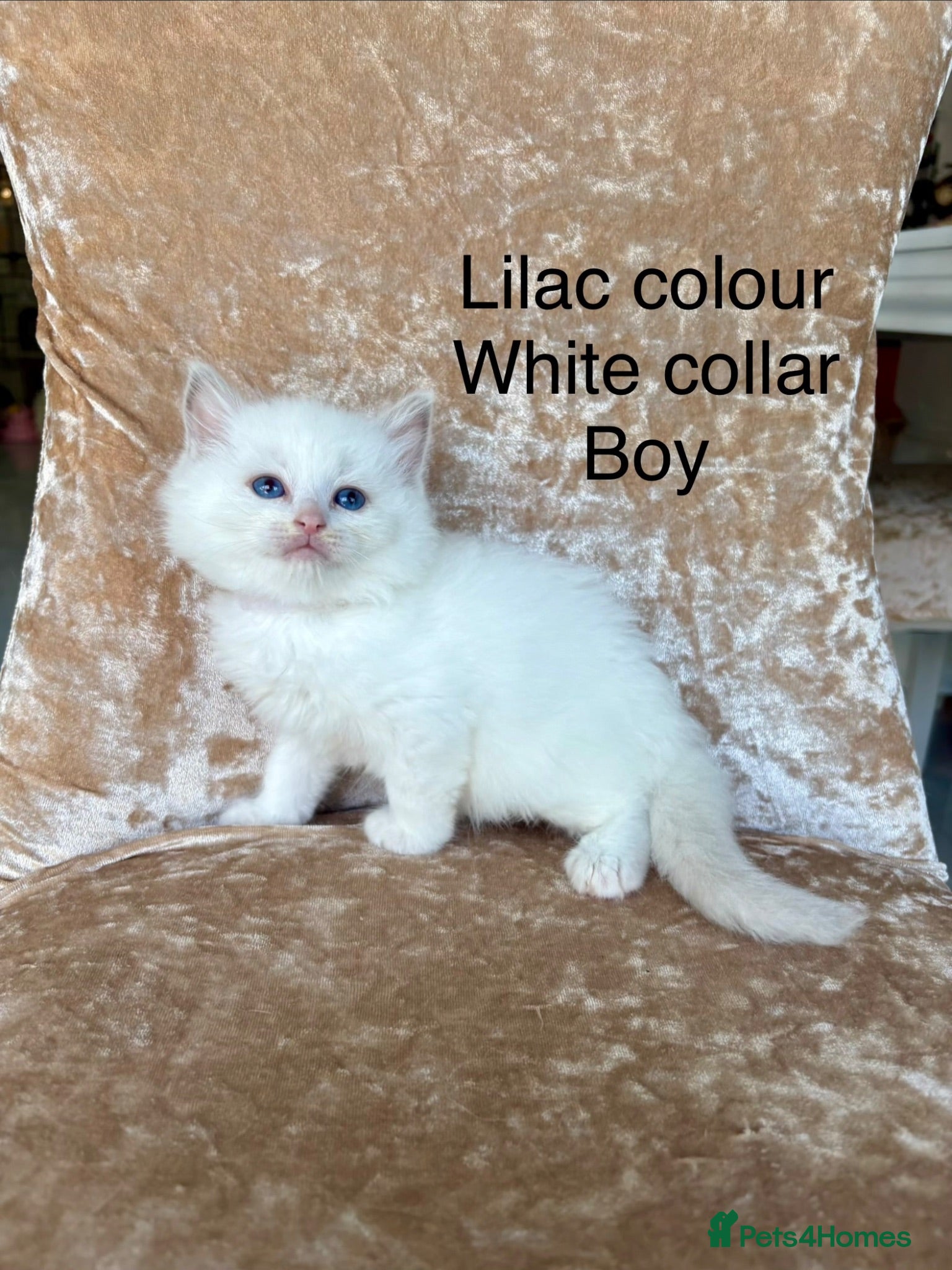Ragdoll cats Beautiful ragdoll kittens  - Advert 17
