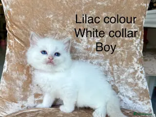 Ragdoll cats Beautiful ragdoll kittens - Advert 17