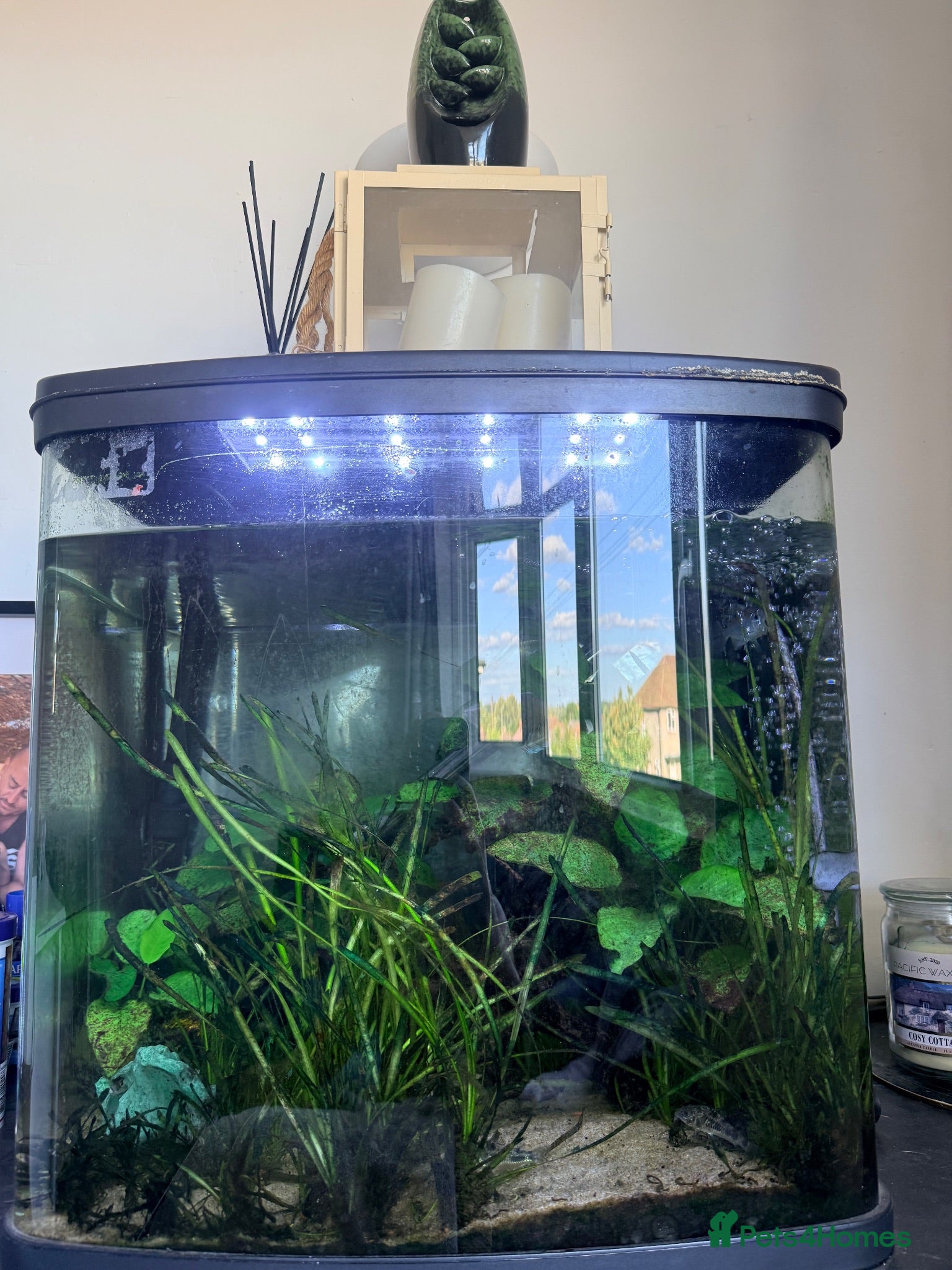 Rainbow Fish fish Fish tank + fish - Advert 1