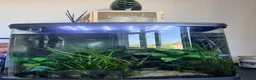 Rainbow Fish fish for sale: Fish tank + fish in Orpington - Advert 1