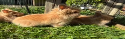 Lionhead rabbits for sale: 2 stunning boy lionhead babies - Advert 3