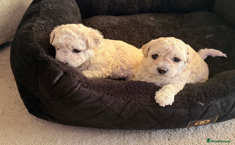 Poochon dogs  Beautiful Poochon Puppies - Advert 1