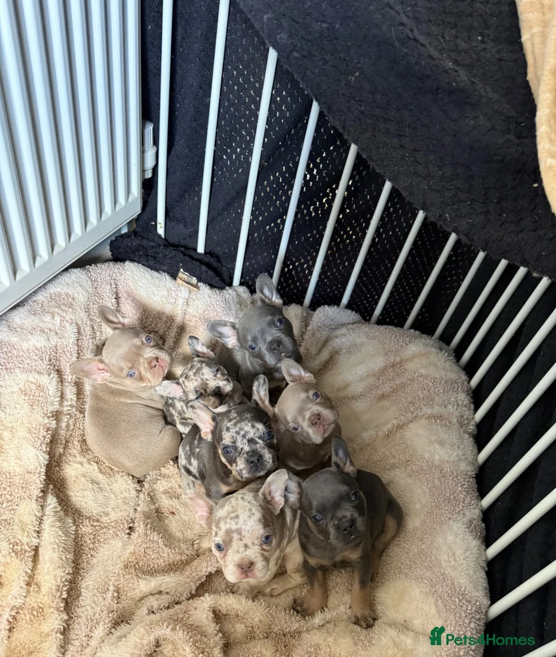 French Bulldog dogs for sale: Luxury French Bulldog Puppies for Sale - Advert 2