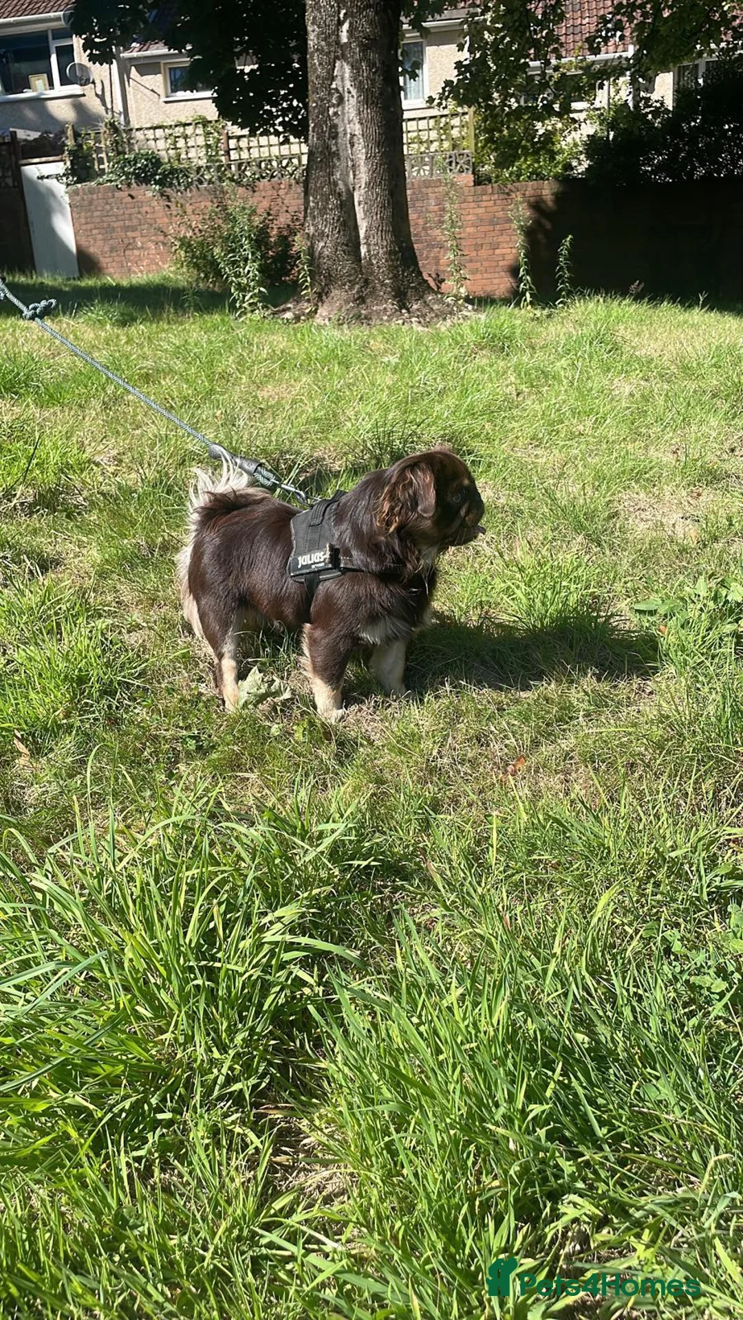 Pug dogs for stud: Chocolate & Tan Fluffy Carrying Blue in Newport - Advert 2