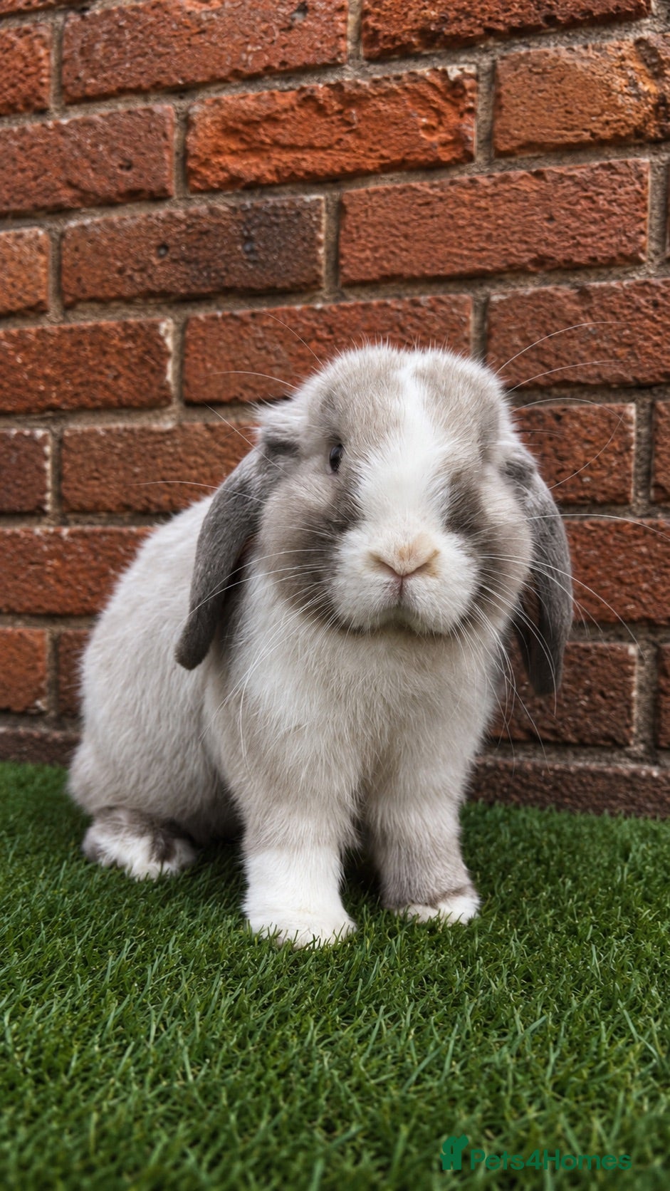 Mini Lop rabbits Pure breed mini lop bucks  - Advert 2